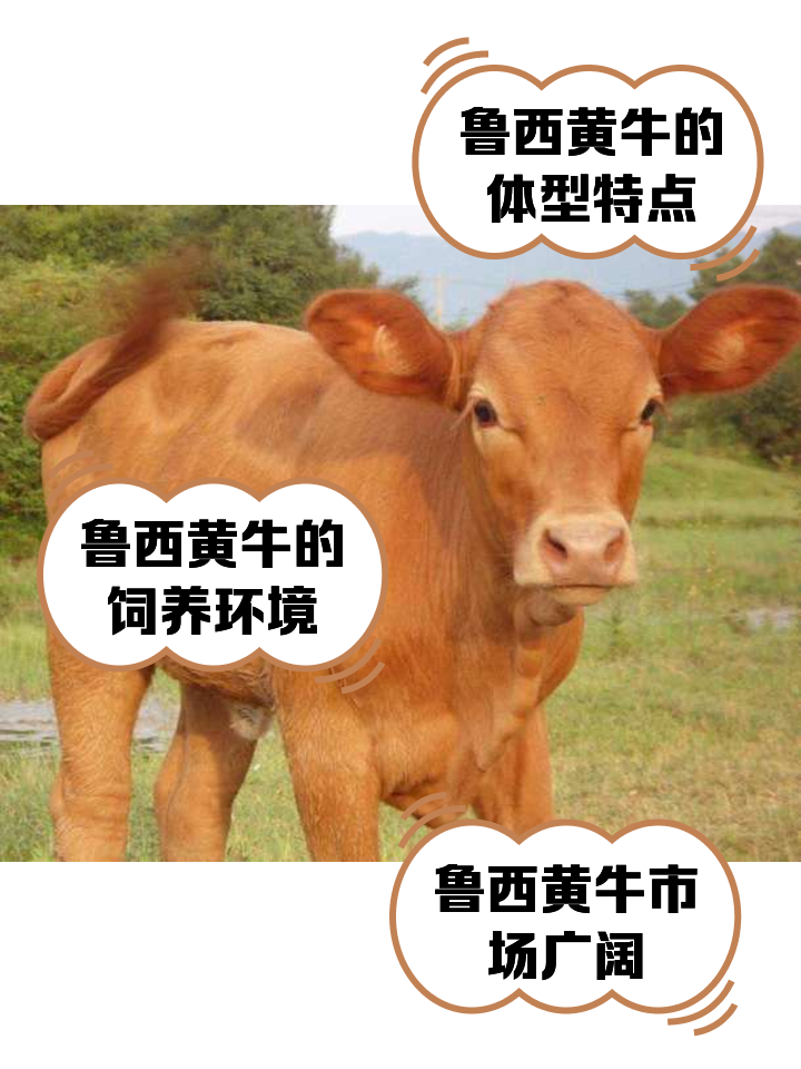 上海最新医保取现黄牛方法分析(最方便真实的上海医保取现黄牛怎么取方法)
